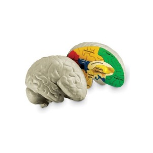 ai09 러닝리소스 LER 1903 뇌모형 모형뇌 인체모형 뇌의단면 두정엽 대뇌 전두엽 뇌량 뇌단면 학교용