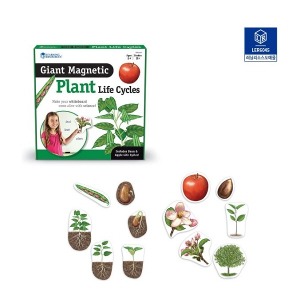 ab01 러닝리소스 LER 6045 특대형 자석 식물의 한살이 모형 식물모형 자석교구 식물의성장과정