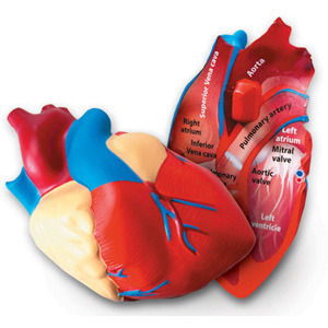 [EDU 1902] 인체 심장 단면 모형 / Cross-Section Human Heart Model