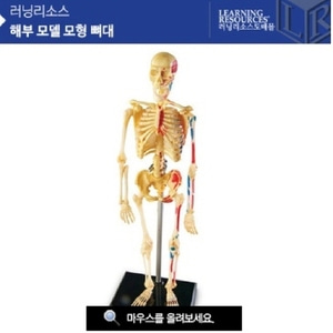 해부 모델 모형 뼈대 [LER3337] 인체모형 인체뼈대