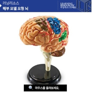해부 모델 모형 뇌 [LER3335] 인체모형 뇌모형