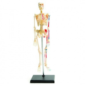 3337 인체탐험 인체 뼈모형 인체모형 뼈모형세트 학교